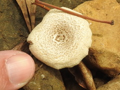 Lentinus