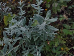 Buddleja scordioides