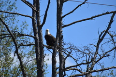 Haliaeetus leucocephalus washingtoniensis