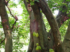 Averrhoa carambola