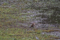 Climacteris picumnus