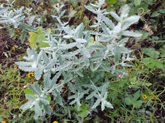 Buddleja scordioides