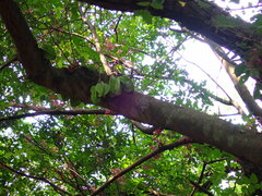 Averrhoa carambola