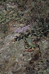 Goniolimon speciosum