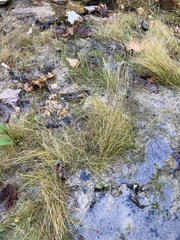 Rhynchospora capillacea