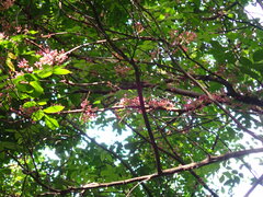 Averrhoa carambola