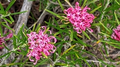 Grevillea confertifolia