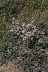 Goniolimon speciosum