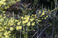 Acacia genistifolia
