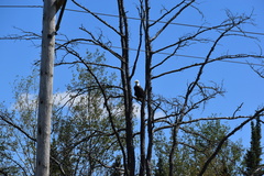Haliaeetus leucocephalus washingtoniensis