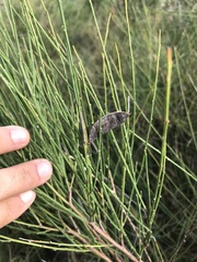 Cytisus grandiflorus