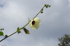 Hibiscus diversifolius