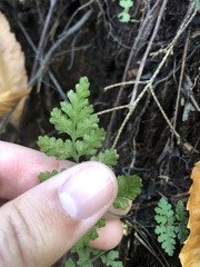 Cystopteris tenuis