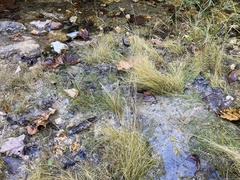 Rhynchospora capillacea