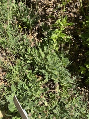 Chamaesaracha coniodes