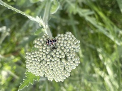 Eriopis connexa