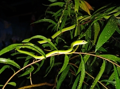Ahaetulla prasina