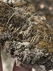 Cladonia rei