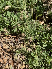 Chamaesaracha coniodes