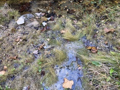 Rhynchospora capillacea