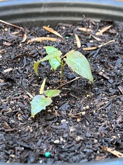Acer pictum