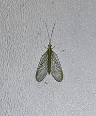 Chrysoperla rufilabris