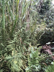 Thelypteris palustris