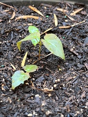 Acer pictum