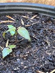 Acer pictum