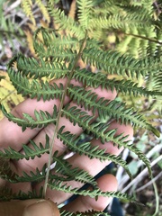 Thelypteris palustris