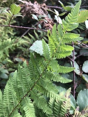 Thelypteris palustris