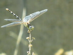 Erpetogomphus compositus
