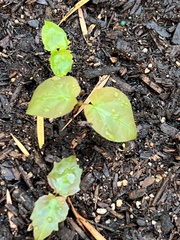 Acer pictum