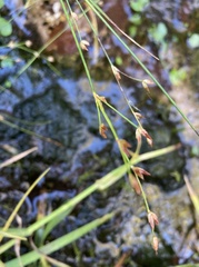 Juncus subcaudatus