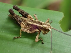 Xenocatantops humilis