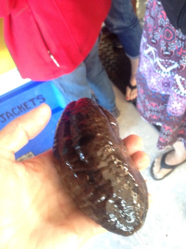 Cucumaria frondosa