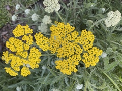 Angiospermae