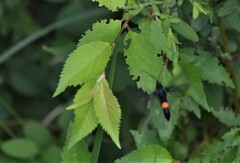 Synanthedon exitiosa