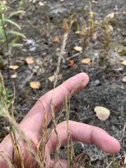 Muhlenbergia