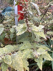 Lamiaceae