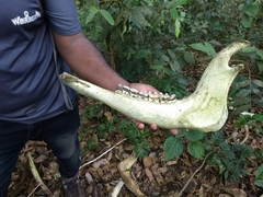 Bos gaurus