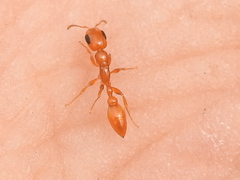 Pseudomyrmex pallidus