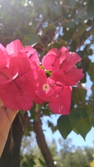 Bougainvillea