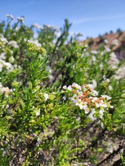 Heliotropium sinuatum