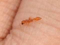 Pseudomyrmex pallidus