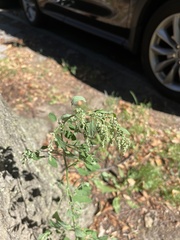 Chenopodium album