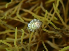 Asteracmea stowae