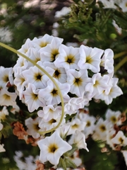 Heliotropium sinuatum