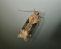 Chionodes mediofuscella