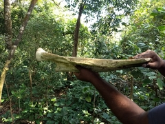 Bos gaurus